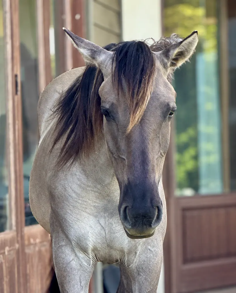 Artemis