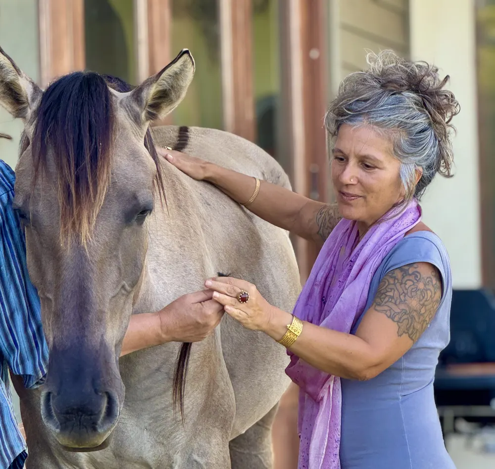 An equine healing session on the land