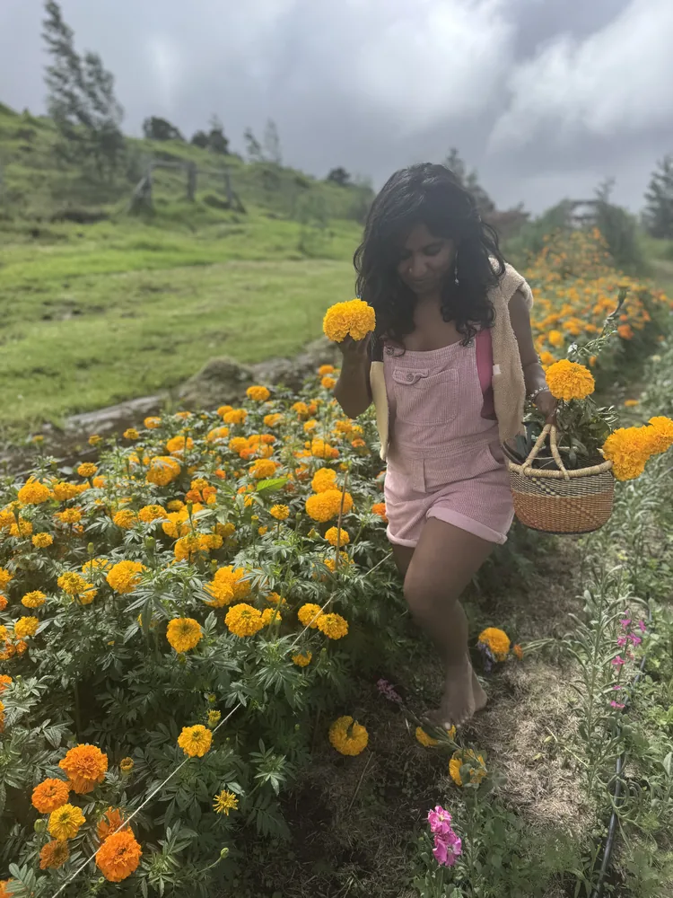 Picking marigolds into a basket